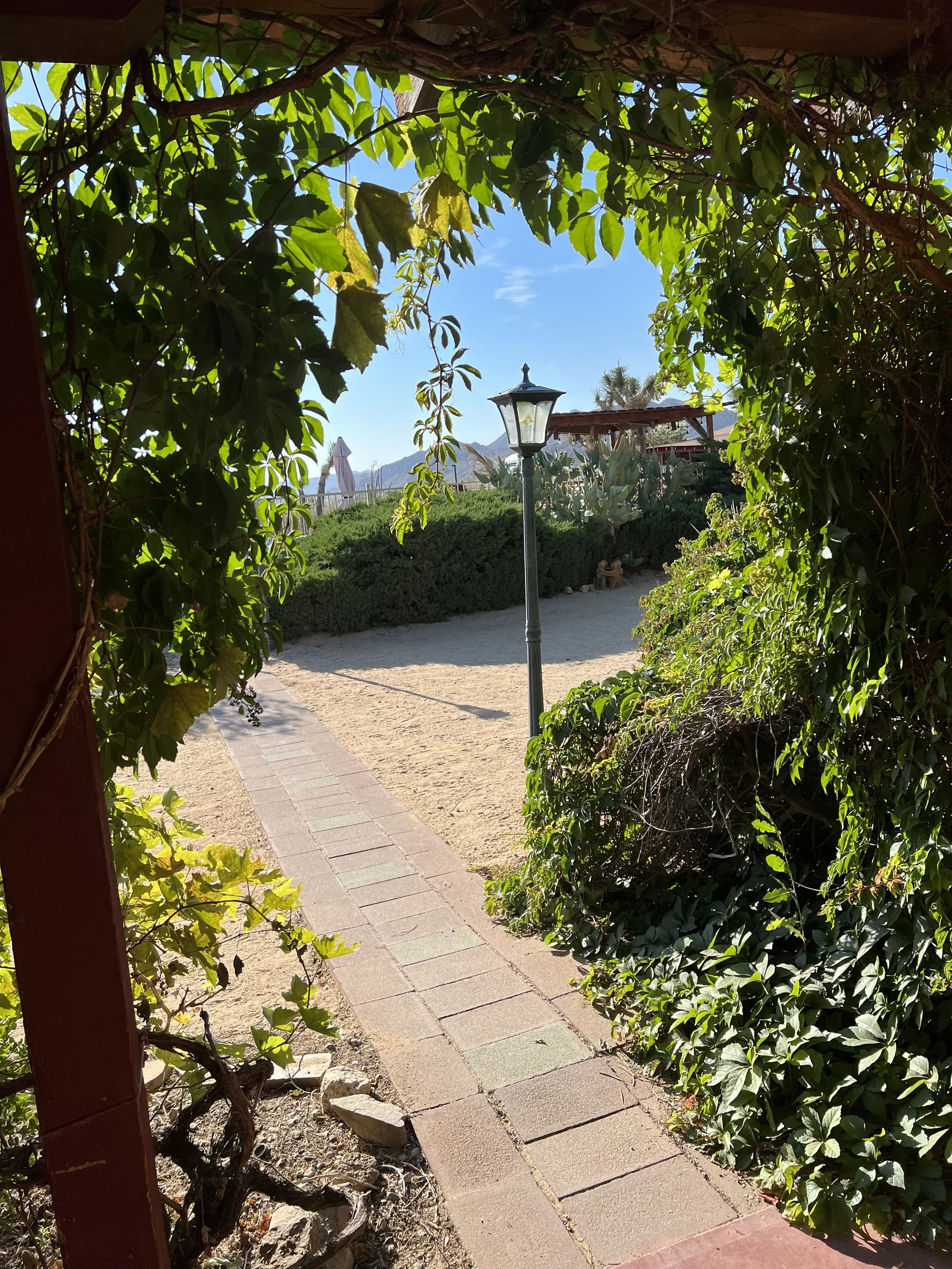 A walk way leading through vines with a standing lantern light.