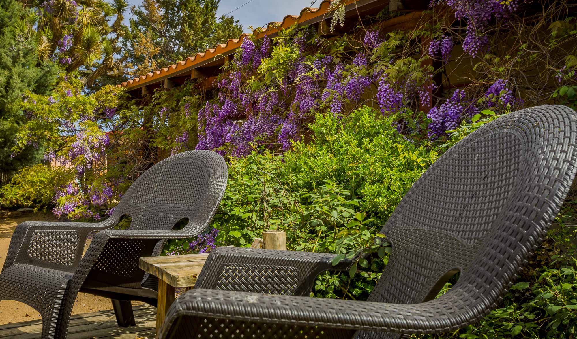 Two outdoor chairs in a courtyard surounded by bushes and flowering vines.